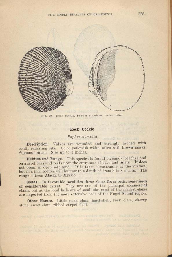 rock-cockle10.jpg